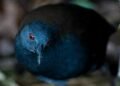 Reaparece el rascón de Galápagos, especie que se creía extinta desde hace casi dos siglos