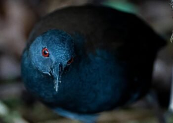 Reaparece el rascón de Galápagos, especie que se creía extinta desde hace casi dos siglos