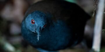 Reaparece el rascón de Galápagos, especie que se creía extinta desde hace casi dos siglos