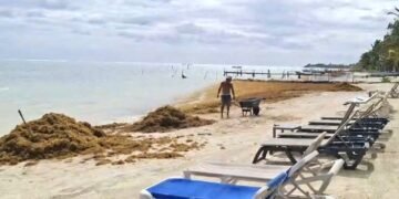 ¡Sorprende sargazo al Caribe mexicano en temporada invernal!