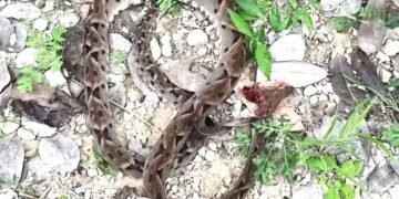 Mordeduras de serpiente se dispararon un 241% en 2025 en todo el estado