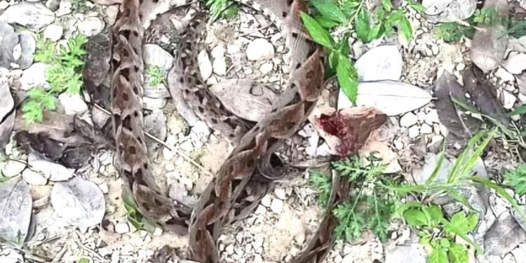 Mordeduras de serpiente se dispararon un 241% en 2025 en todo el estado