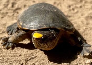 Del contrabando a la libertad: 640 tortugas logran salvarse del mercado negro