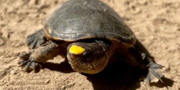 Del contrabando a la libertad: 640 tortugas logran salvarse del mercado negro