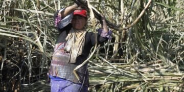 Refuerzan protección laboral para mujeres en el sector azucarero