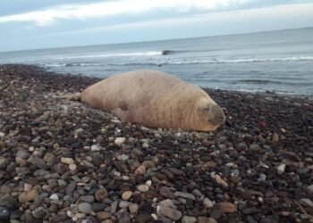 ¡No es turista, es visitante oficial! Elefante marino salió a tomar el sol en playa nayarita