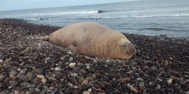 ¡No es turista, es visitante oficial! Elefante marino salió a tomar el sol en playa nayarita