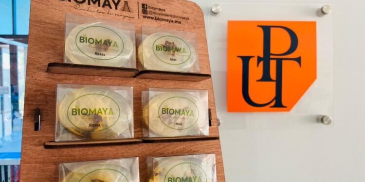 ¿Te bañarías con un jabón de sargazo? Comunidades mayas aprovechan esta alga