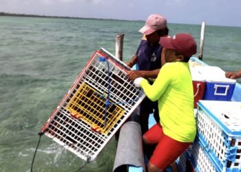 El sargazo está matando a la langosta, al reducir el oxígeno disponible en el agua