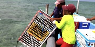 El sargazo está matando a la langosta, al reducir el oxígeno disponible en el agua