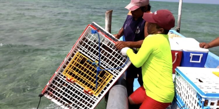 El sargazo está matando a la langosta, al reducir el oxígeno disponible en el agua