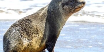 Las mallas de pesca están hiriendo a los lobos marinos, en 2025 fueron rescatados 35