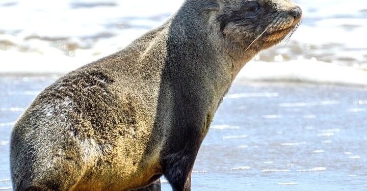 Las mallas de pesca están hiriendo a los lobos marinos, en 2025 fueron rescatados 35