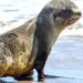 Las mallas de pesca están hiriendo a los lobos marinos, en 2025 fueron rescatados 35