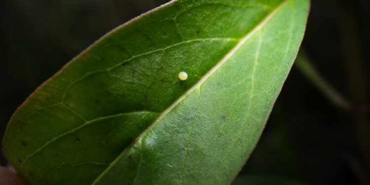 Un hito para la biodiversidad insular: registran huevecillos de monarca en el Caribe
