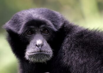 Gusano Barrenador amenaza la vida silvestre; un mono saraguato infectado muere en Chiapas