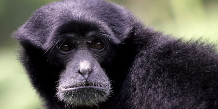 Gusano Barrenador amenaza la vida silvestre; un mono saraguato infectado muere en Chiapas