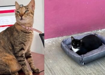 Buscan hogar y justicia para “Cecilia” y “Negrita”, gatitas desalojadas de oficinas públicas