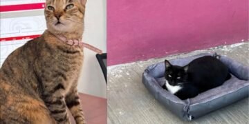 Buscan hogar y justicia para “Cecilia” y “Negrita”, gatitas desalojadas de oficinas públicas