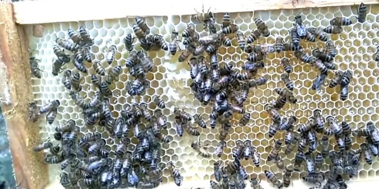 El fuerte calor dispara ataques de abejas africanas en José María Morelos