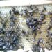 El fuerte calor dispara ataques de abejas africanas en José María Morelos
