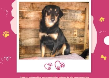 Buscan hogar con corazón: más de 20 lomitos que fueron rescatados esperan ser adoptados