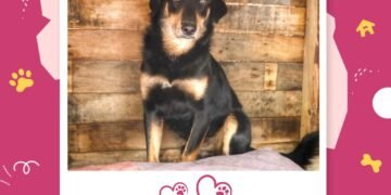 Buscan hogar con corazón: más de 20 lomitos que fueron rescatados esperan ser adoptados