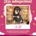 Buscan hogar con corazón: más de 20 lomitos que fueron rescatados esperan ser adoptados