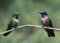 Alerta por tráfico de colibríes para “amarres” previo al 14 de febrero