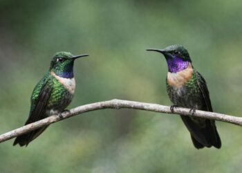 Alerta por tráfico de colibríes para “amarres” previo al 14 de febrero