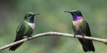 Alerta por tráfico de colibríes para “amarres” previo al 14 de febrero