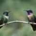 Alerta por tráfico de colibríes para “amarres” previo al 14 de febrero