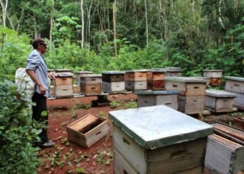 Frío pone en jaque a la apicultura en la zona maya; pierden colmenas en José María Morelos