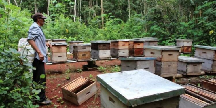 Frío pone en jaque a la apicultura en la zona maya; pierden colmenas en José María Morelos