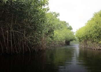 Los humedales nos cuidan y hoy nos toca cuidarlos