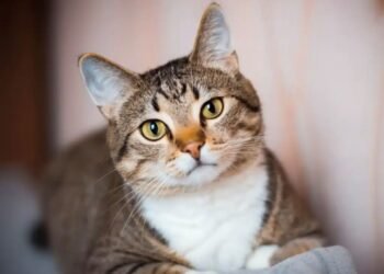 Celebran el Día del Gato mientras crece la crisis de abandono en Quintana Roo