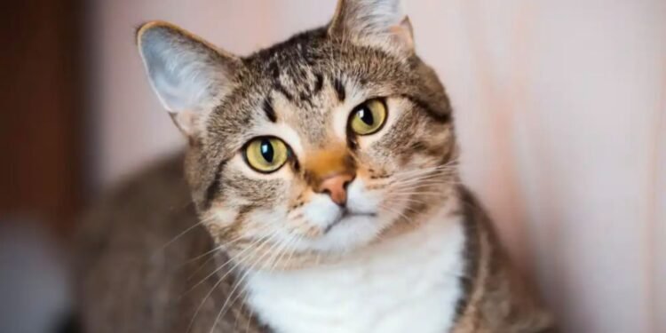 Celebran el Día del Gato mientras crece la crisis de abandono en Quintana Roo