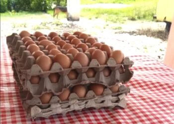Cooperativa La Pollita Feliz transforma la avicultura agroecológica en motor económico