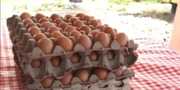 Cooperativa La Pollita Feliz transforma la avicultura agroecológica en motor económico