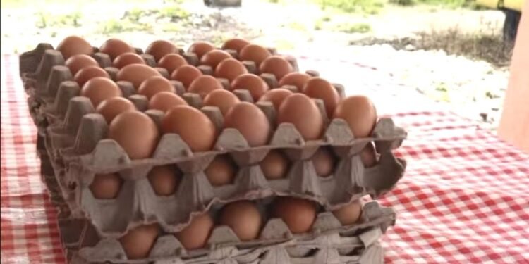 Cooperativa La Pollita Feliz transforma la avicultura agroecológica en motor económico