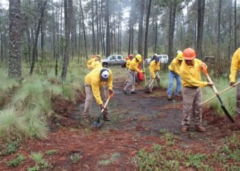Incendios forestales activos en México: Conafor atiende 20 conflagraciones en siete estados del país