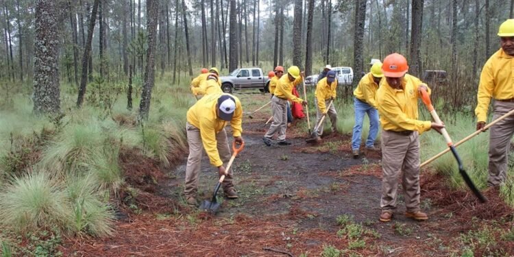 Incendios forestales activos en México: Conafor atiende 20 conflagraciones en siete estados del país