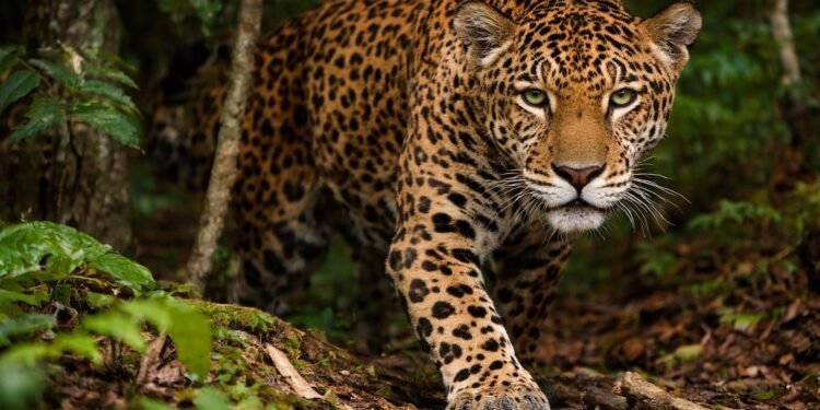 Jaguar ataca perros en Mahahual; piden resguardar mascotas
