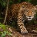 Jaguar ataca perros en Mahahual; piden resguardar mascotas