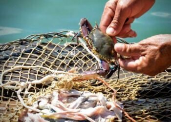 Jaiba en su punto: pescadores de Calderitas piden programa para dar luz ver a su captura sustentable