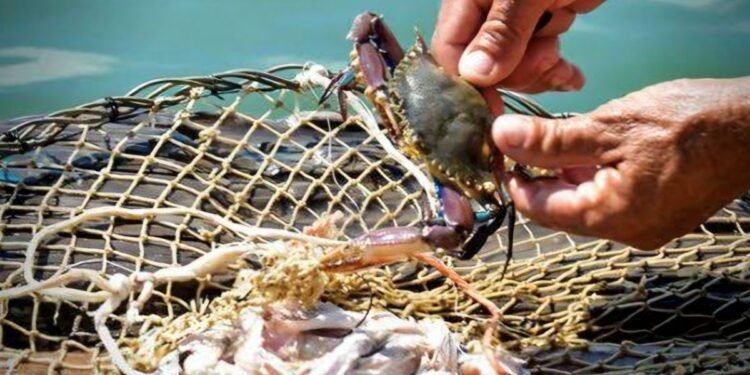 Jaiba en su punto: pescadores de Calderitas piden programa para dar luz ver a su captura sustentable
