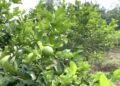 El frío está congelando la floración de los limoneros y reducirá la producción hasta en 50%