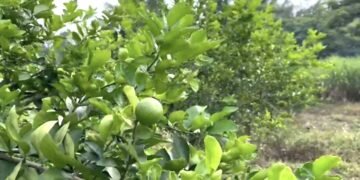 El frío está congelando la floración de los limoneros y reducirá la producción hasta en 50%