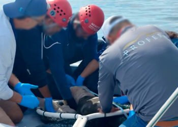 Redes no los vencen: rescatan a cinco lobos marinos en Baja California Sur