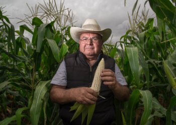 Productores de maíz blanco recibirán hasta 950 pesos por tonelada con reglas más simples